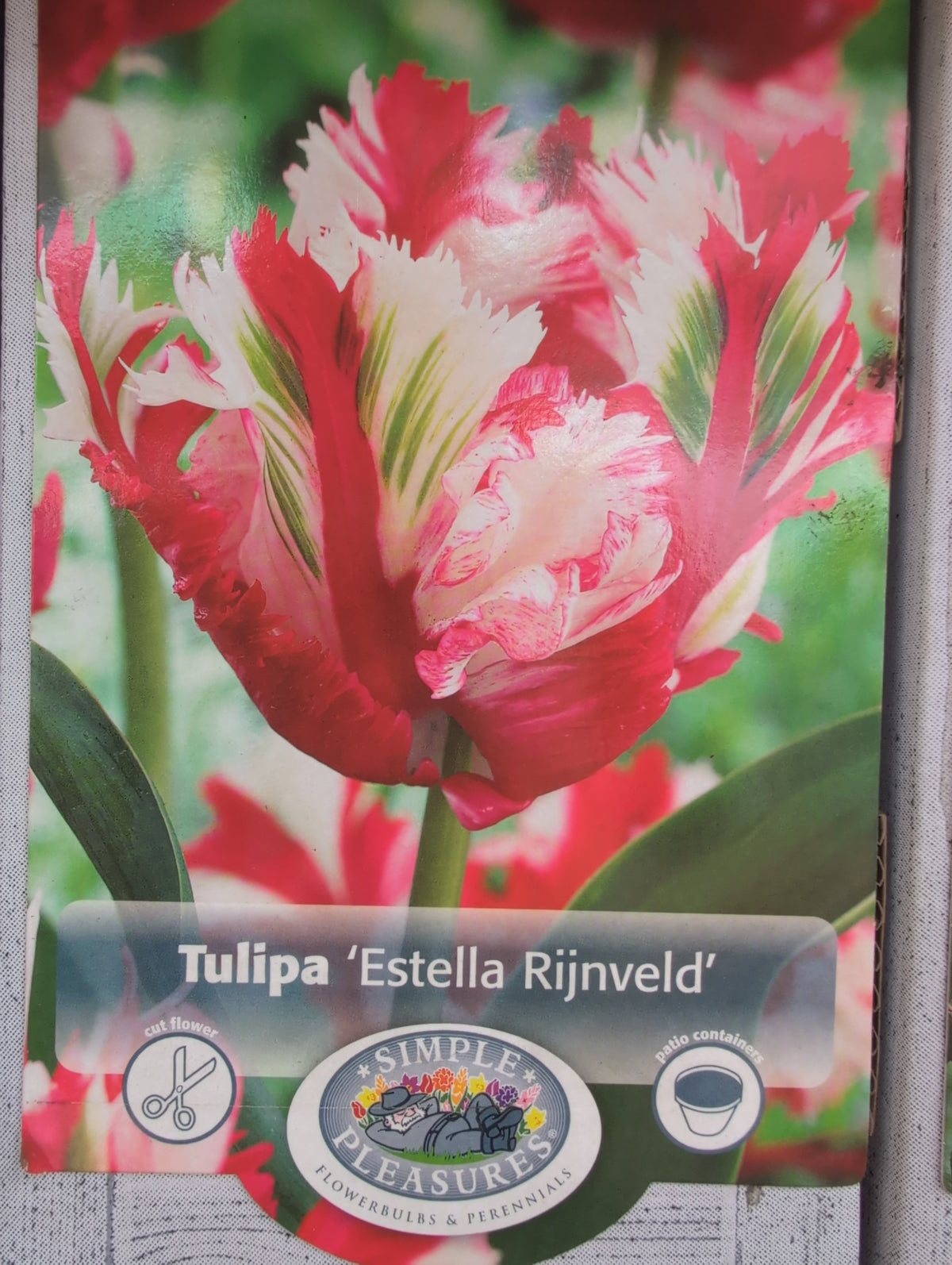 Tulipa Estella Rijnveld