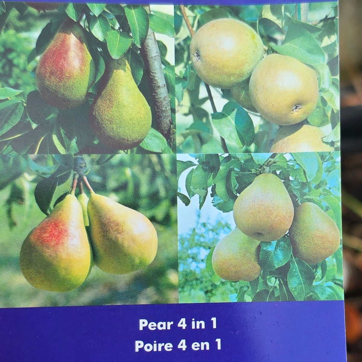 Pear - 4 in 1