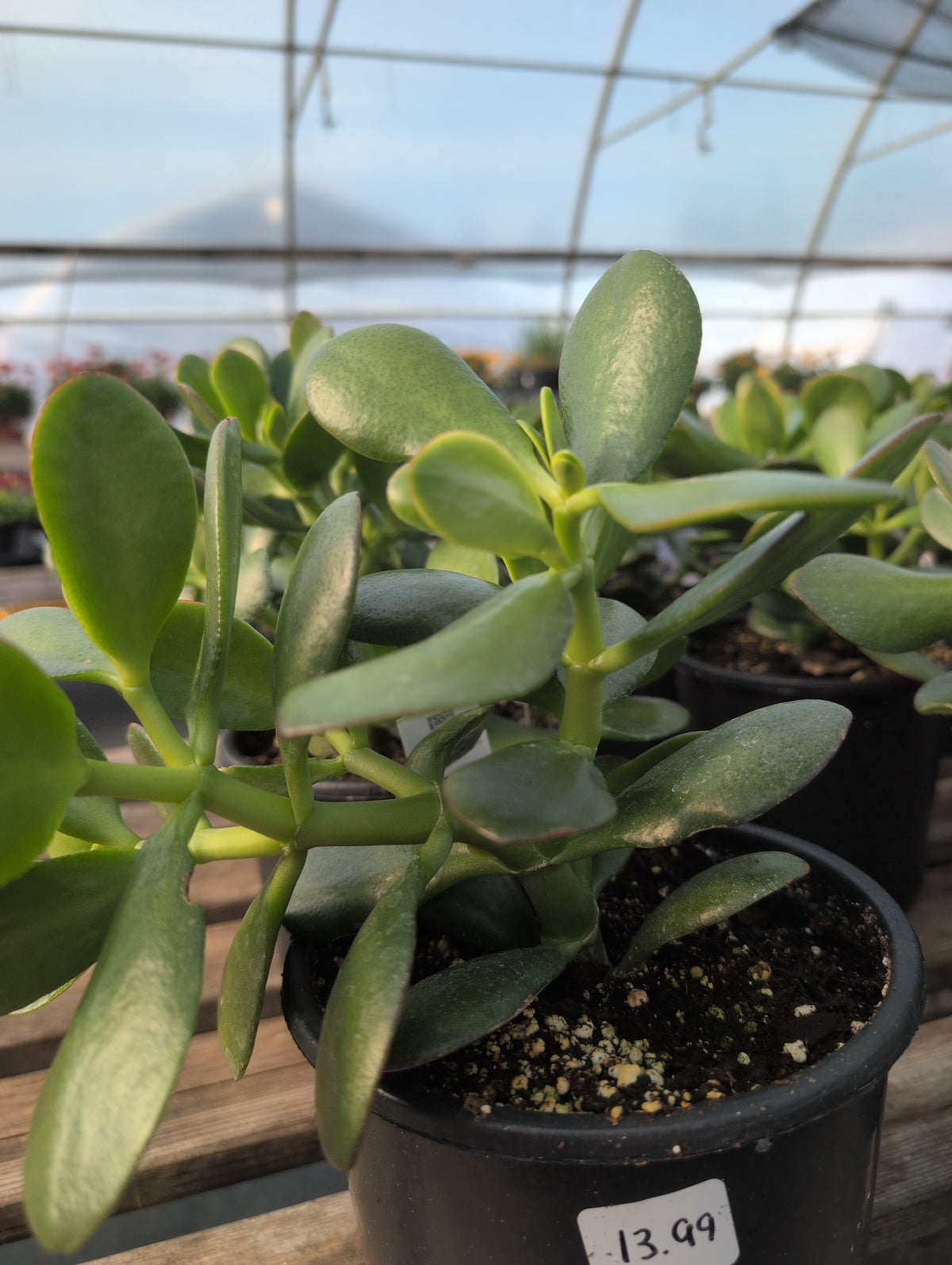 Jade House Plant