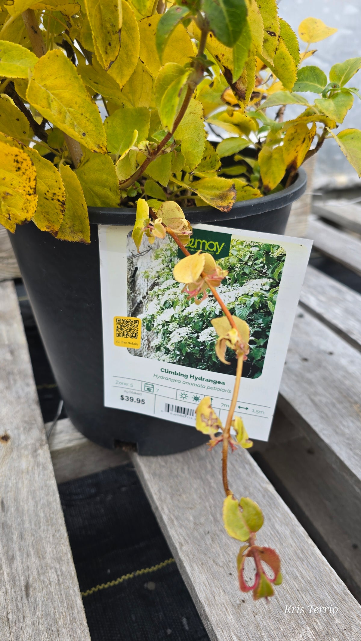 CLIMBING HYDRANGEA