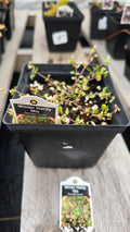 Sempervivum WINTER HARDY MIX