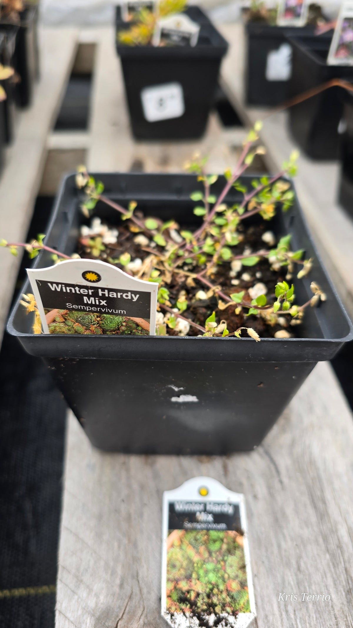 Sempervivum WINTER HARDY MIX