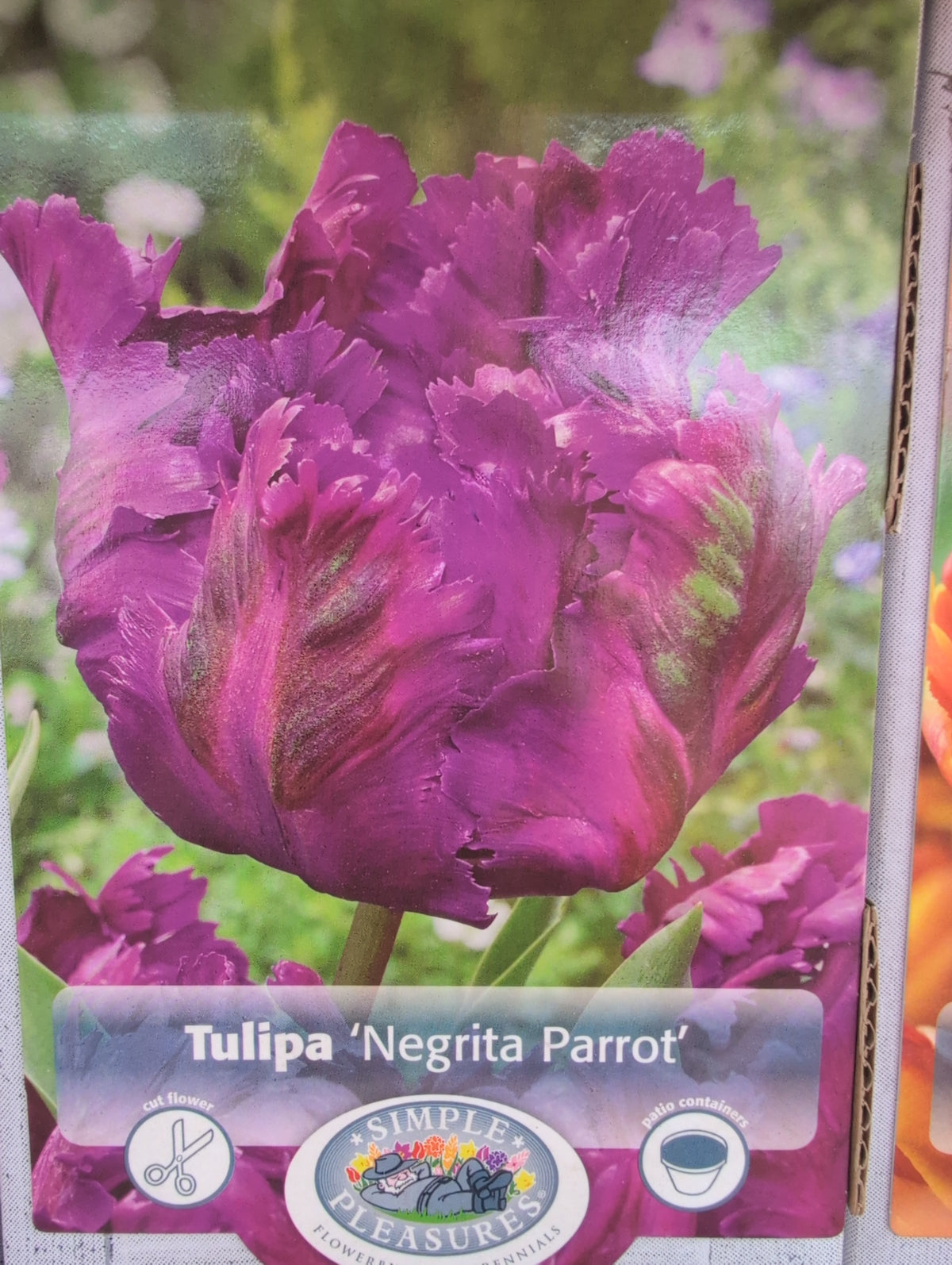 Tulipa Negrita Parrot