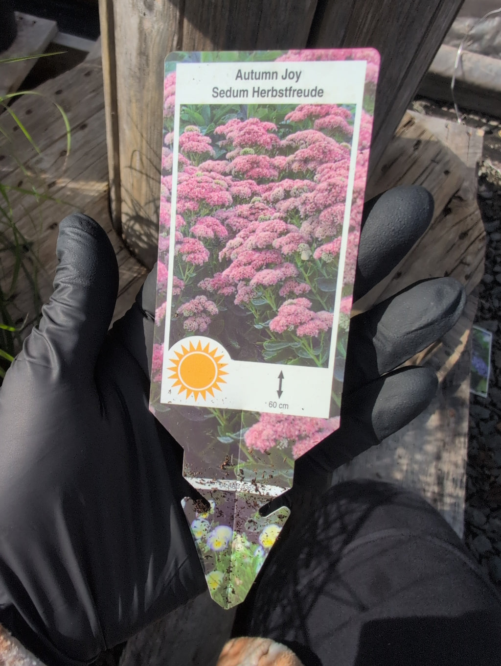 Sedum Herbstfreude - Autumn Joy