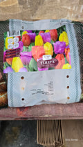 Tulipa TROPICAL TRIO