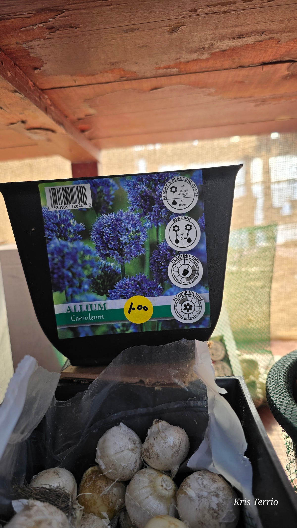 Allium Caeruleum (Azureum)