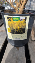 Forsythia - Northern Gold