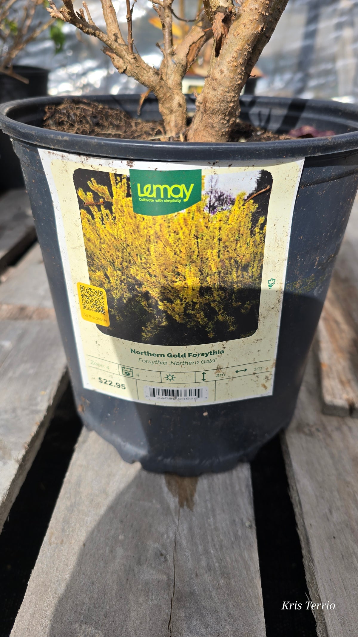 Forsythia - Northern Gold