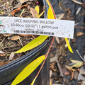 Willow - Lace Weeping