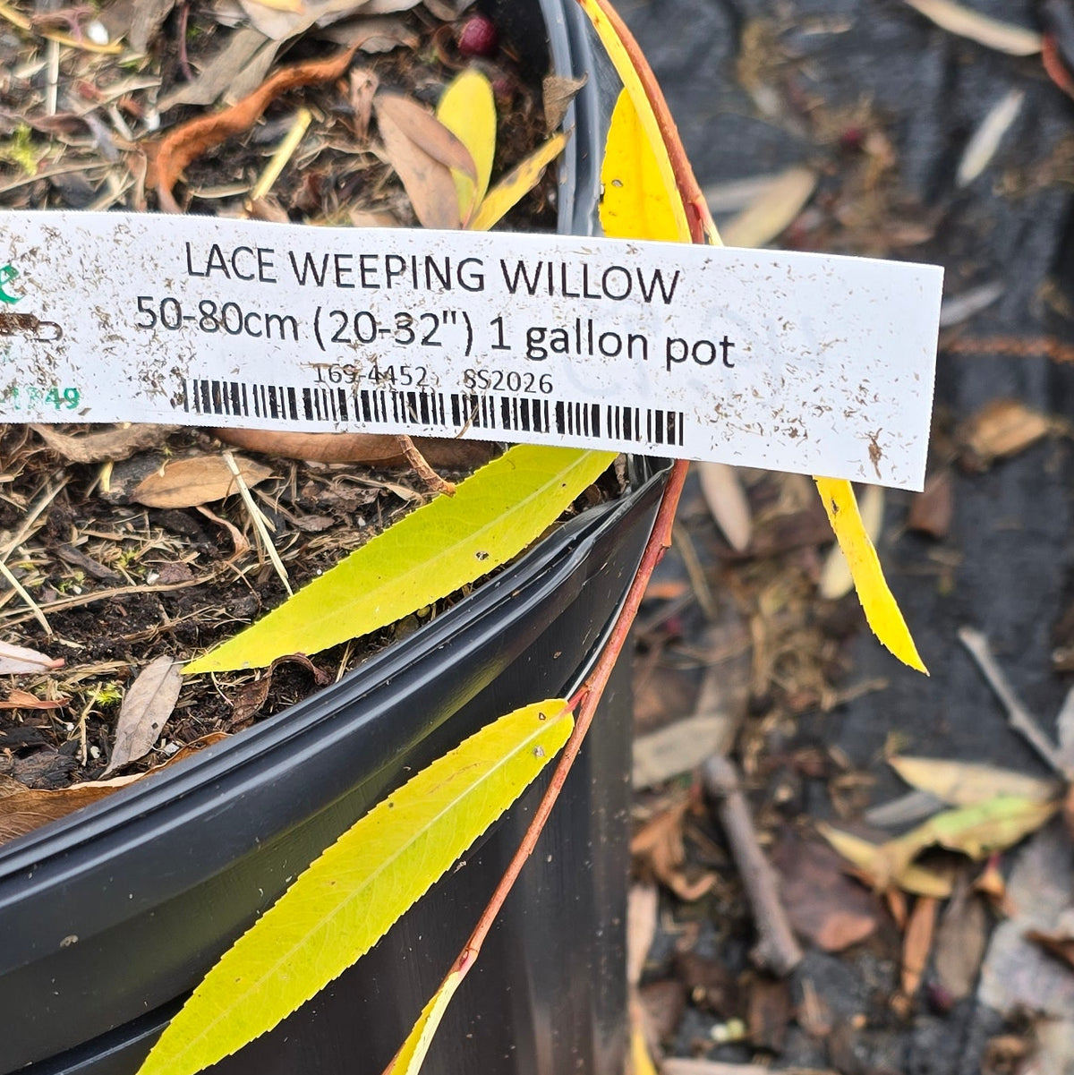 Willow - Lace Weeping