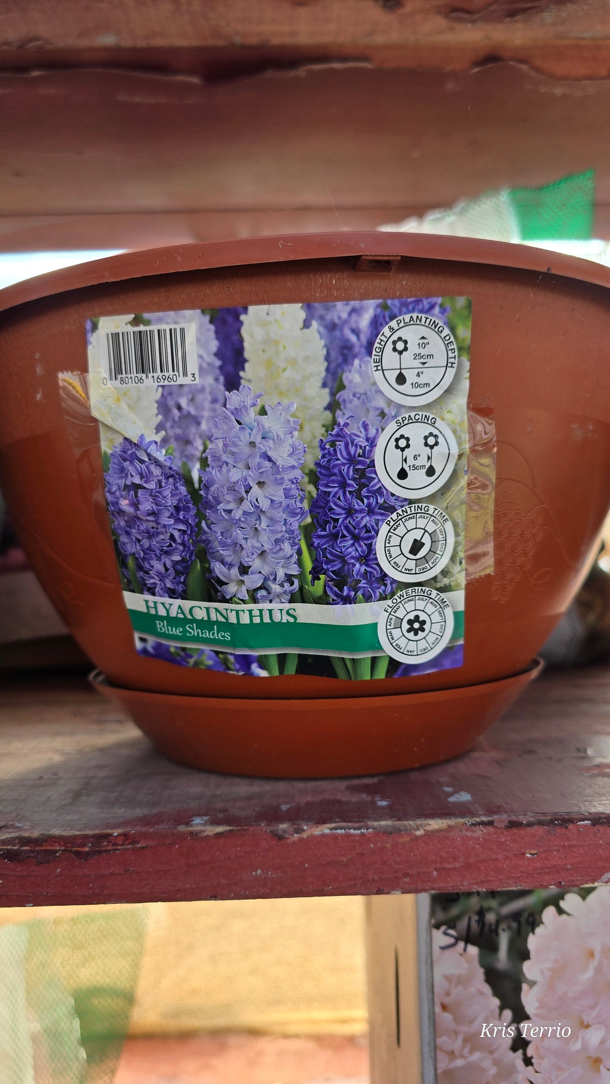 Hyacinthus Blend - Blue Shades