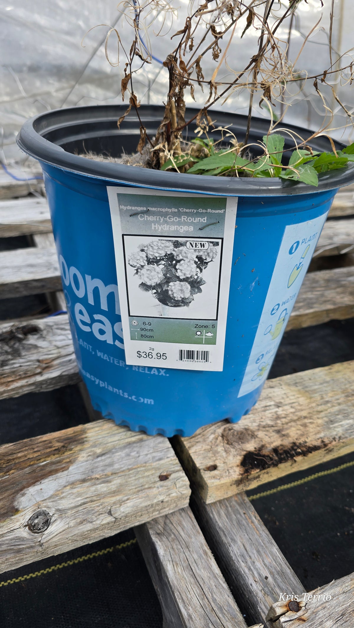 Shrub Hydrangea CHERRY GO ROUND