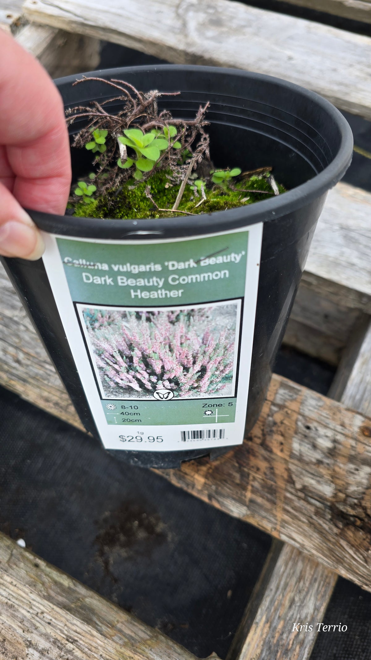 Shrub Heather DARK BEAUTY