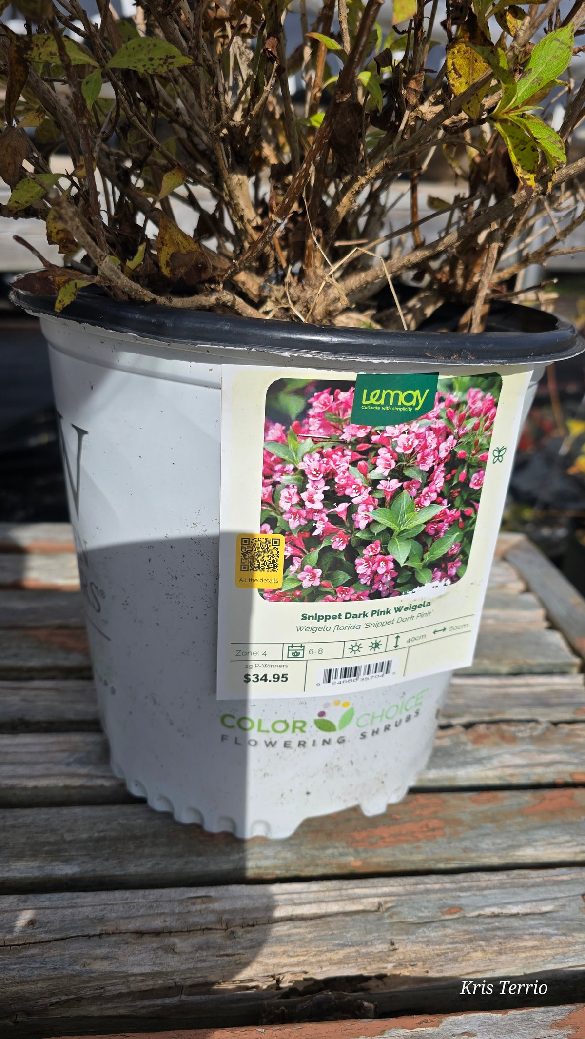 Weigela - Snippet Dark Red