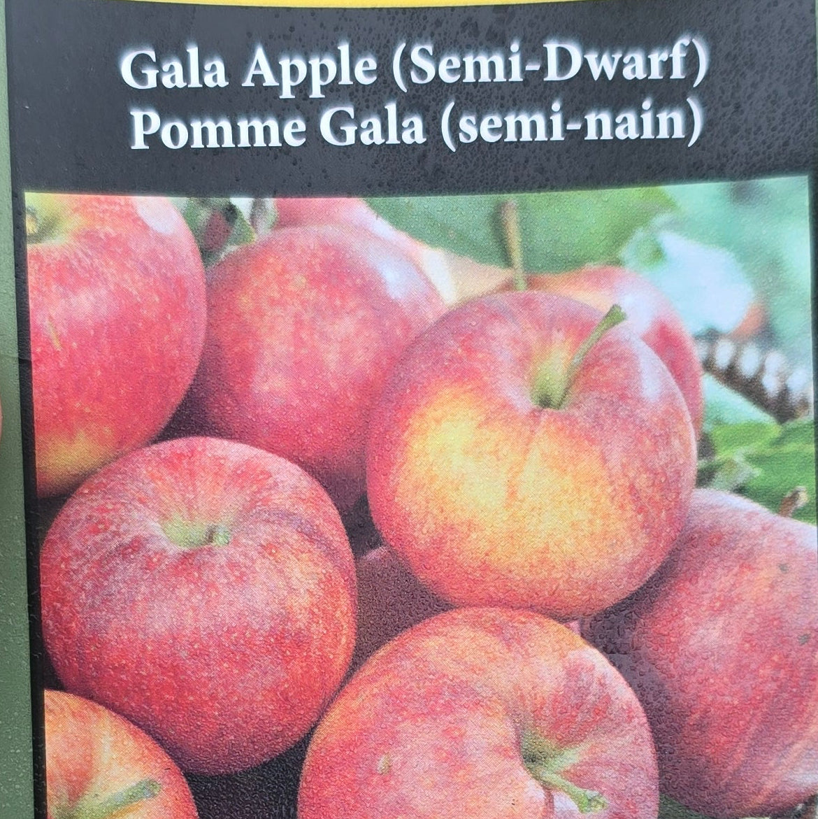 Apple (Semi-Dwarf) - Gala