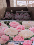 Tulipa Candy Cloud