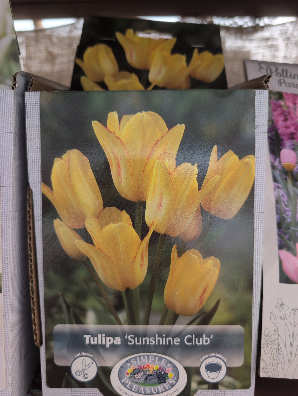 Tulipa Sunshine Club