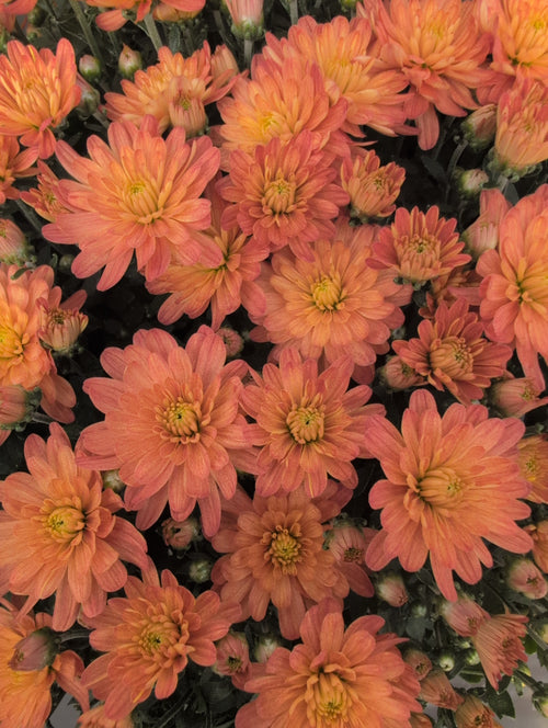 8" Mum
