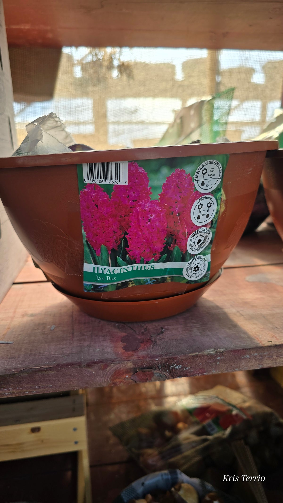 Hyacinthus Jan Boss