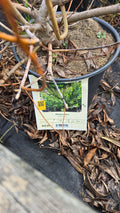Shrub SHINING WILLOW