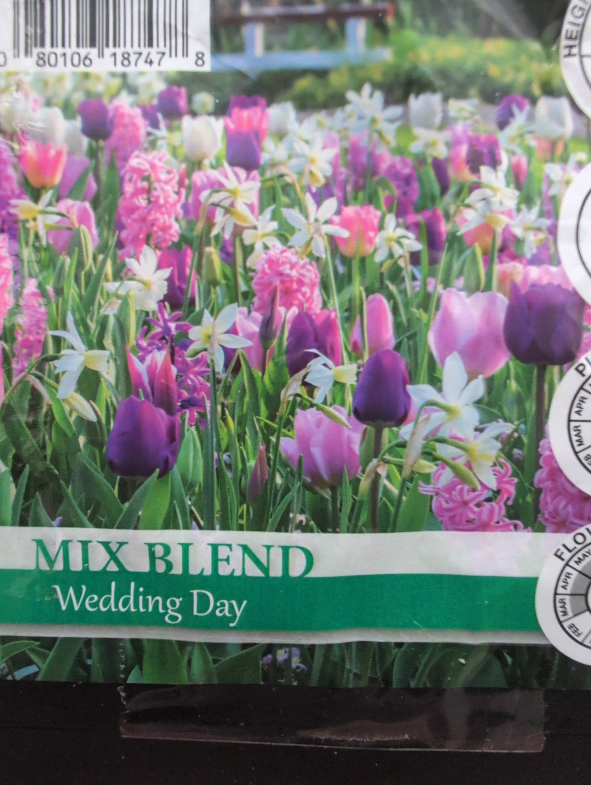 Purple/White mix blend