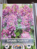 Corydalis Purple Bird