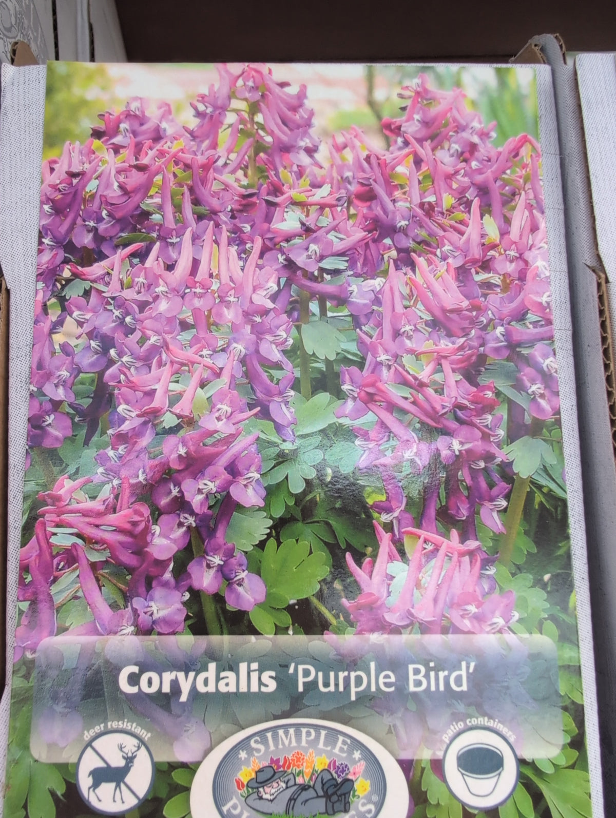Corydalis Purple Bird