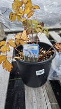 Shrub ATROPURPUREA
