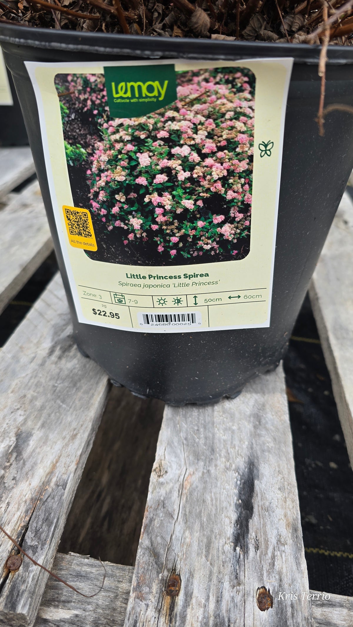 Shrub Spirea LITTLE PRINCESS