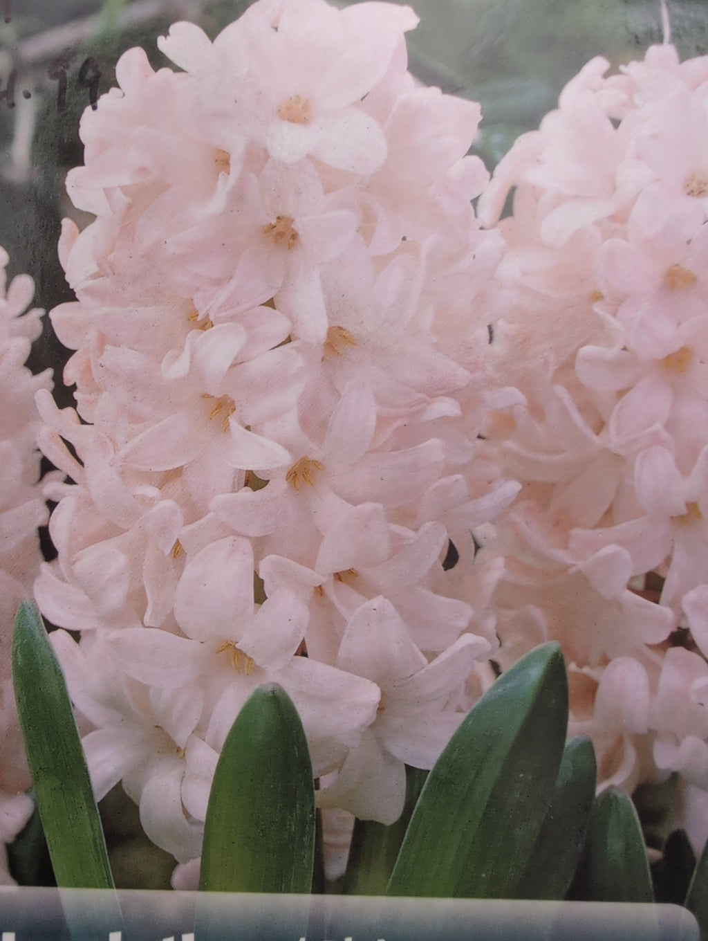 Hyacinth Tulipa Allium