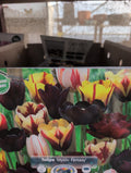 Tulipa Mystic Fantasy