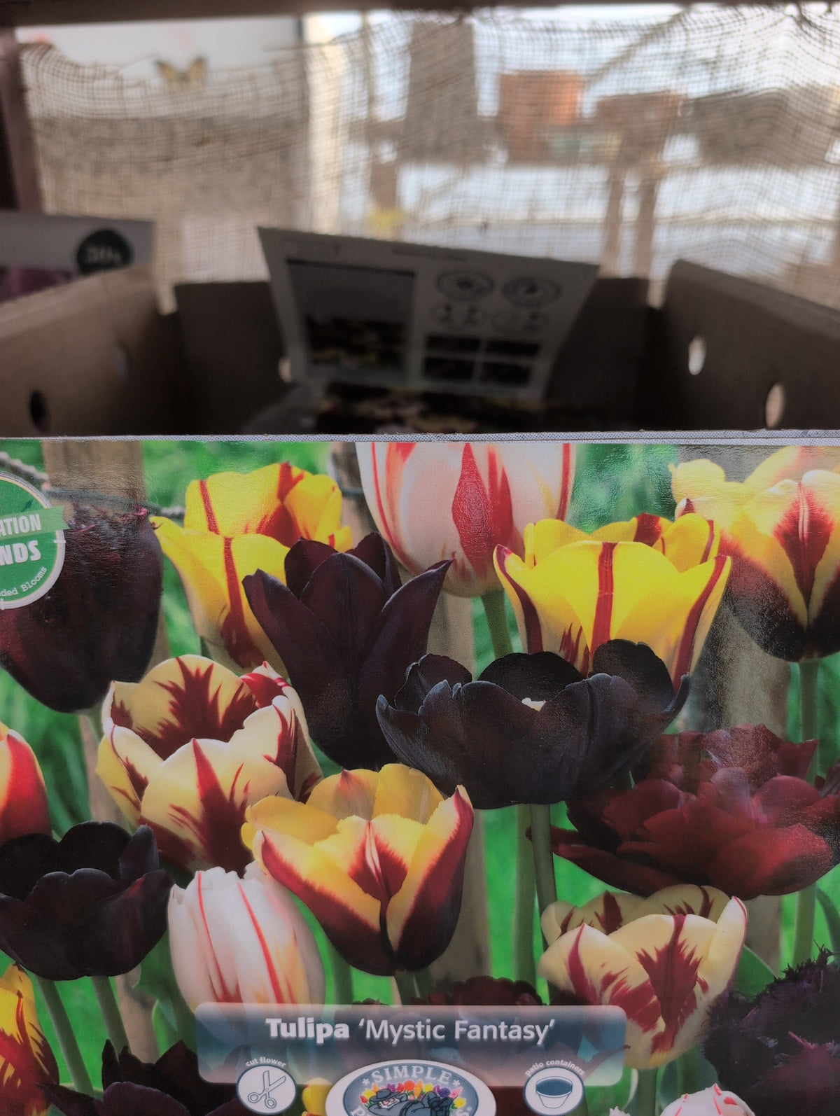 Tulipa Mystic Fantasy