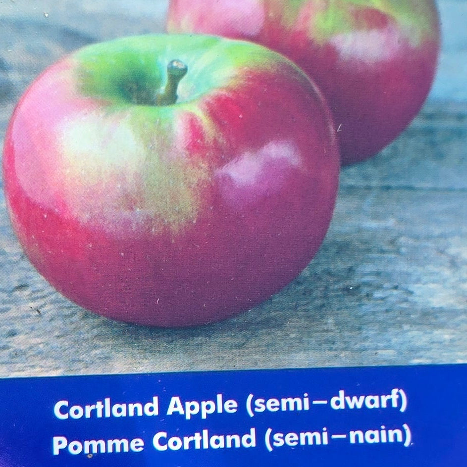 Apple (Semi-Dwarf) - Cortland