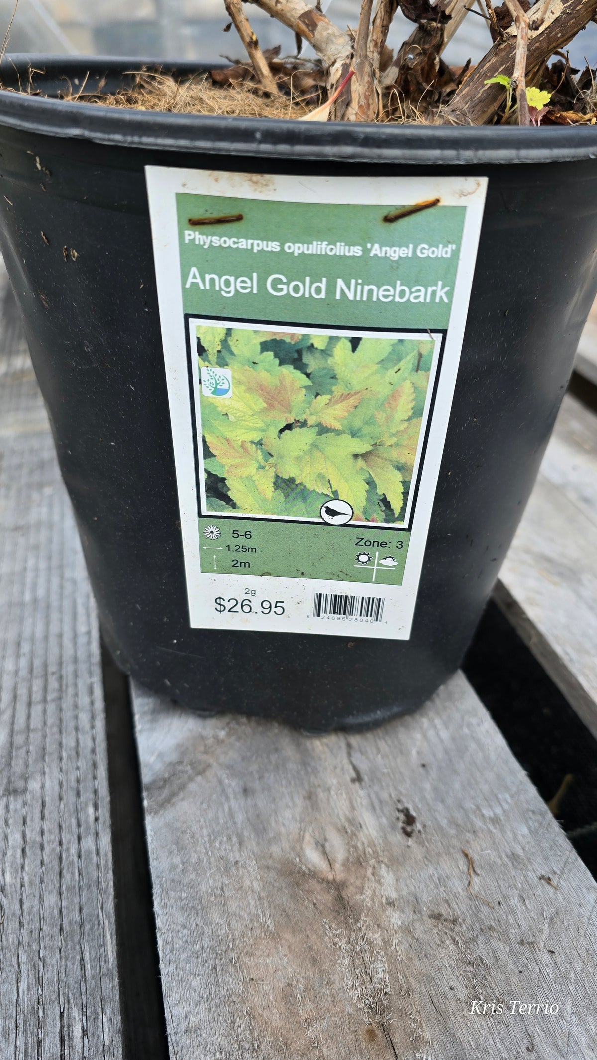 Ninebark - Angel Gold