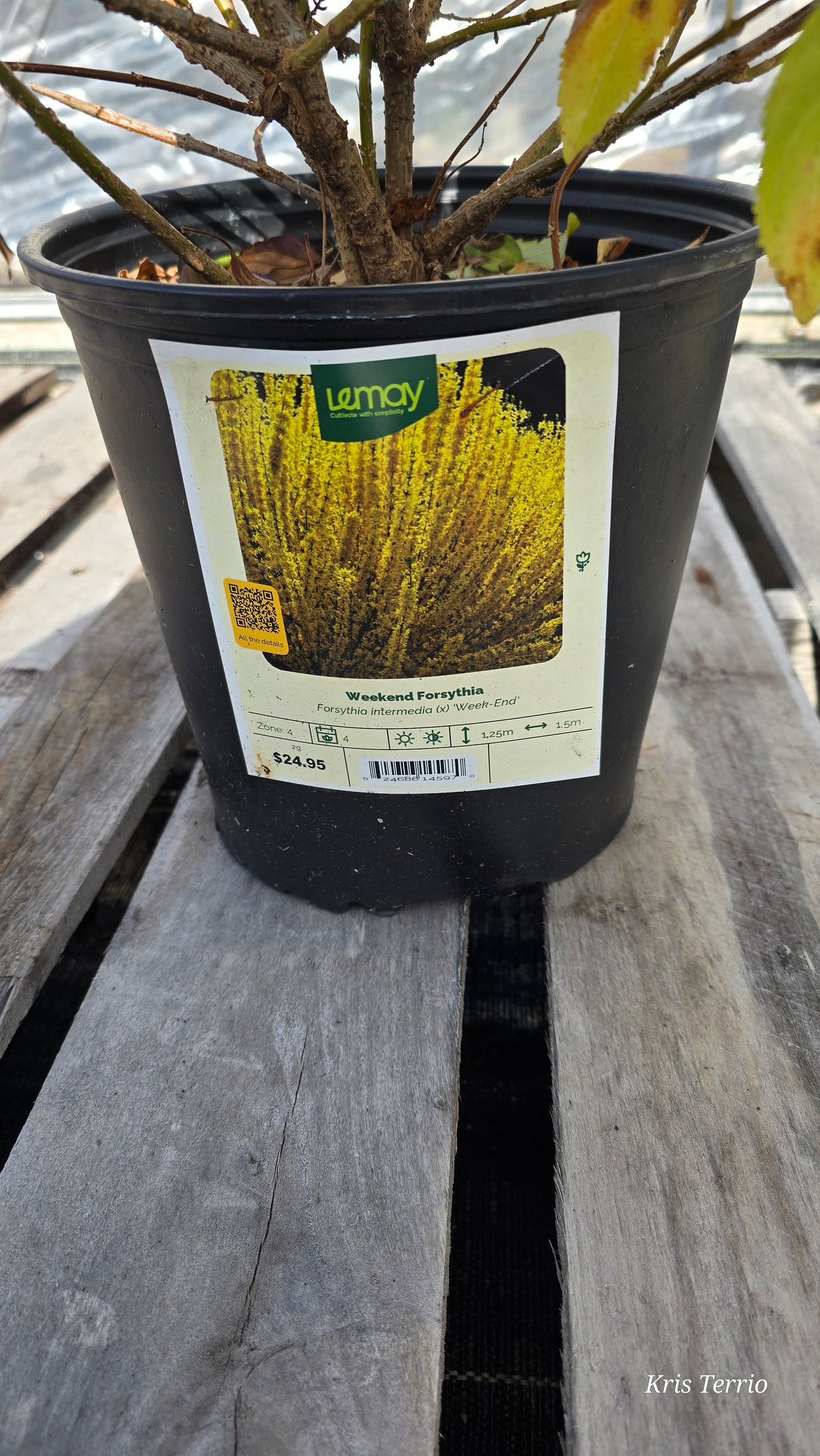 Forsythia - Weekend