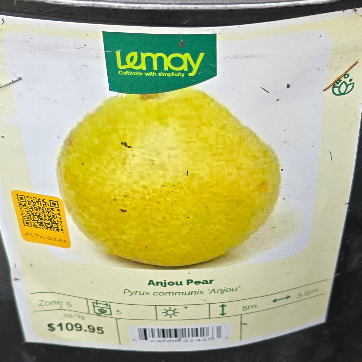 Pear - Anjou