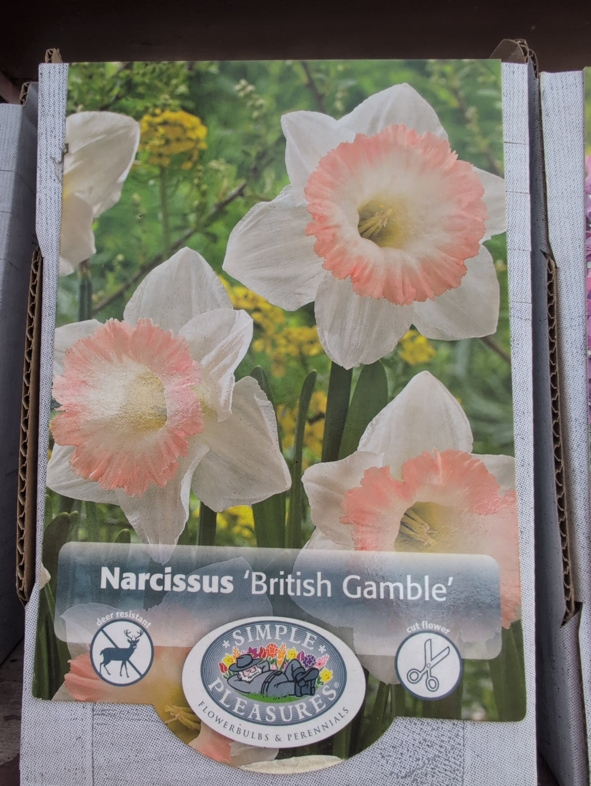 Narcissus 'British Gamble'