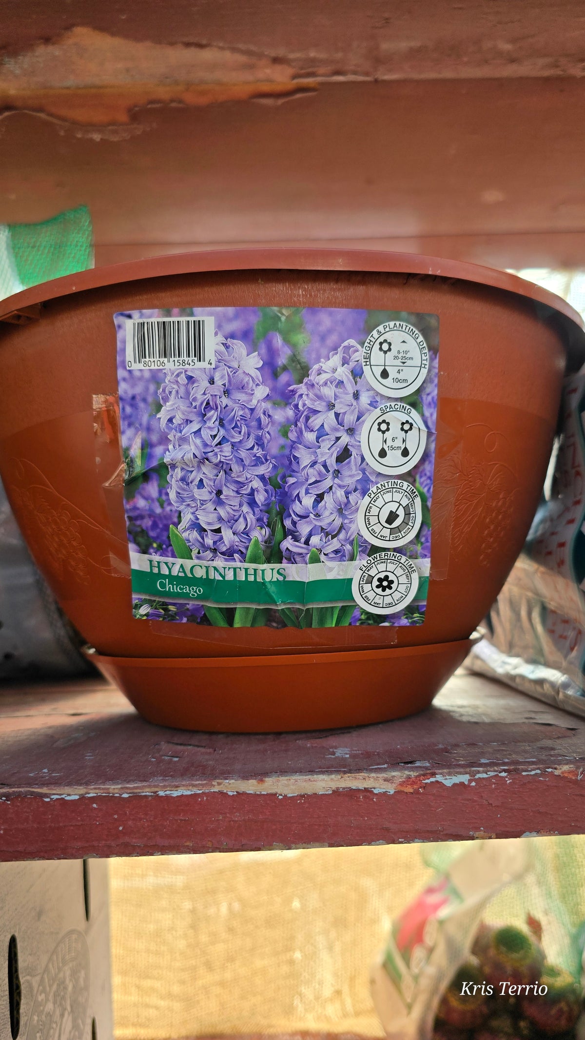 Hyacinthus Chicago