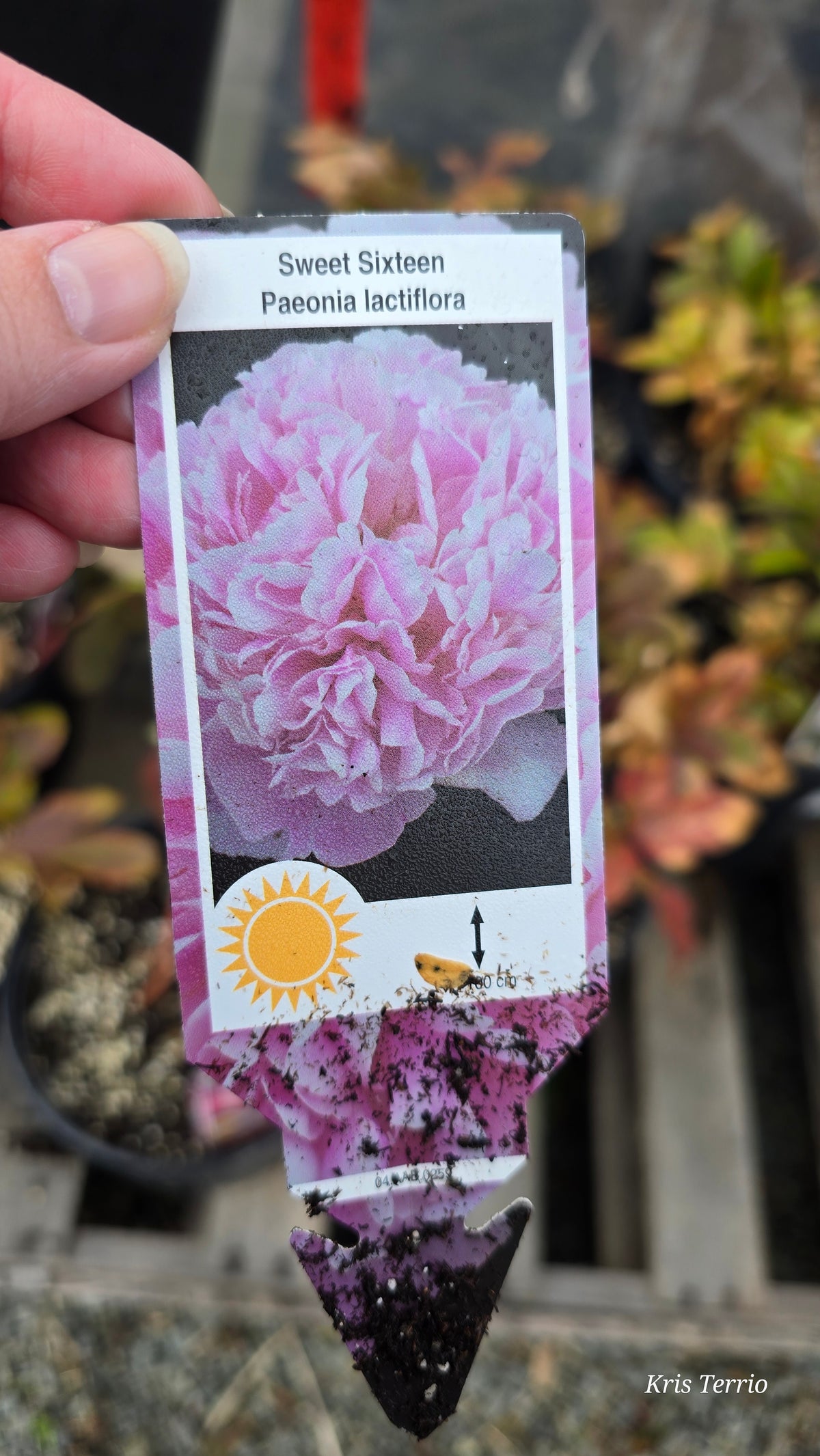Peony SWEET SIXTEEN
