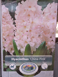 Hyacinthus China Pink