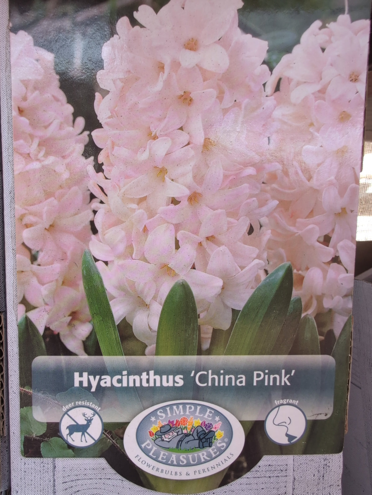 Hyacinthus China Pink