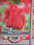 Tulipa Barbados