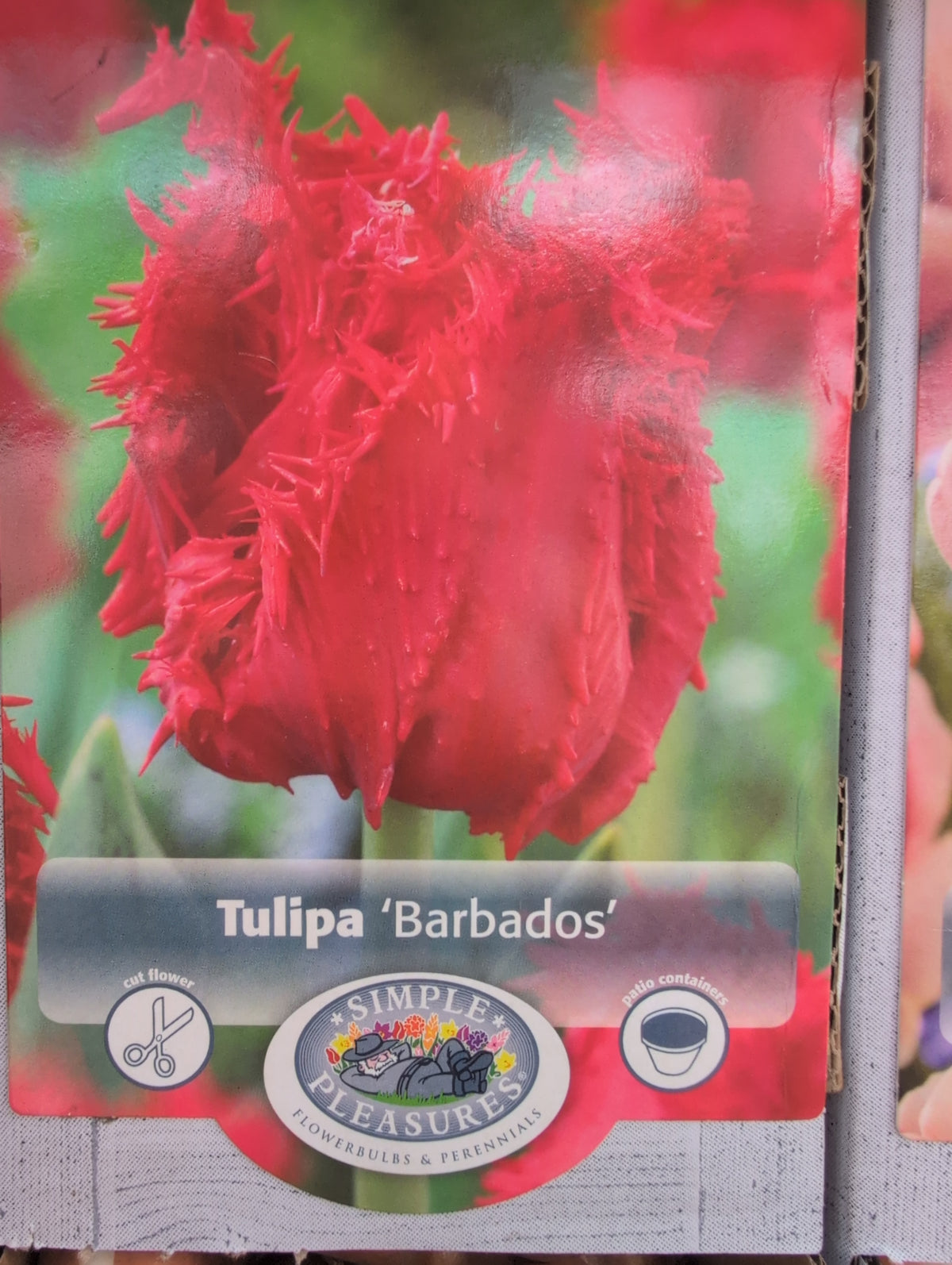 Tulipa Barbados