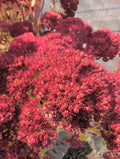 Sedum Herbstfreude - Autumn Joy