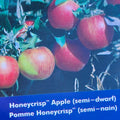 Apple (Semi-Dwarf) - Honeycrisp™