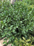 Boxwood - Green Velvet