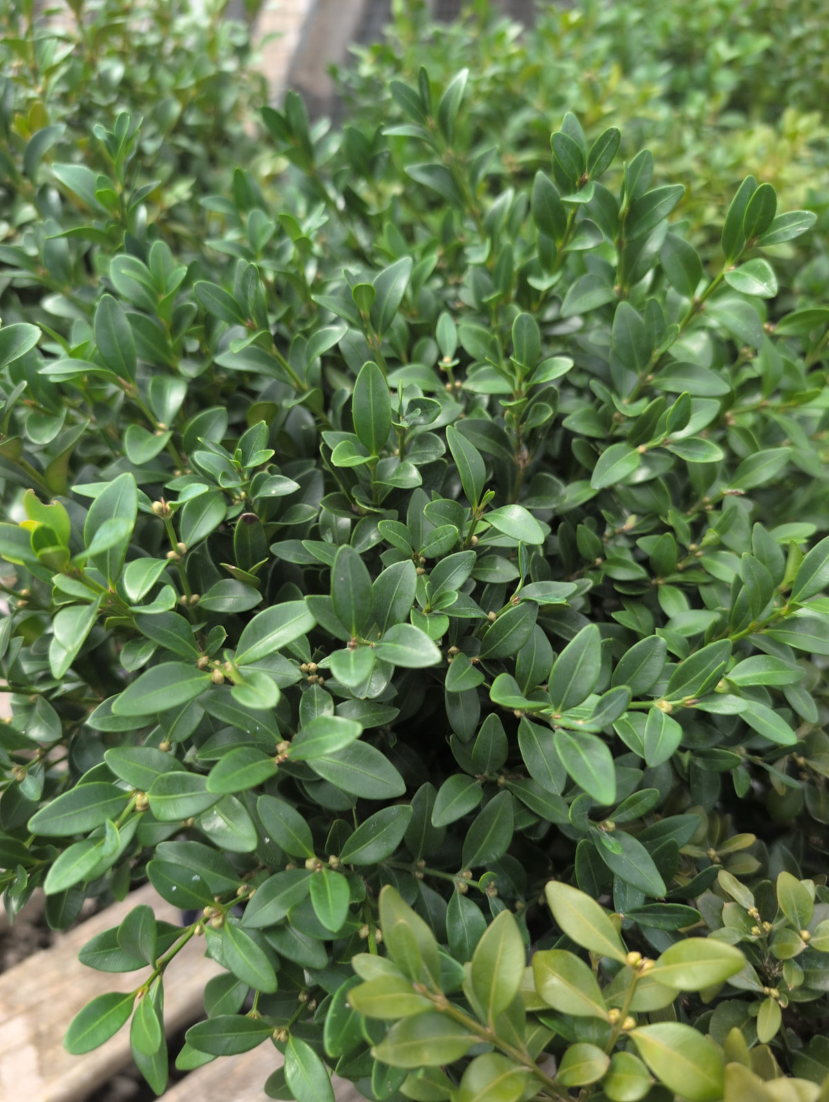 Boxwood - Green Velvet
