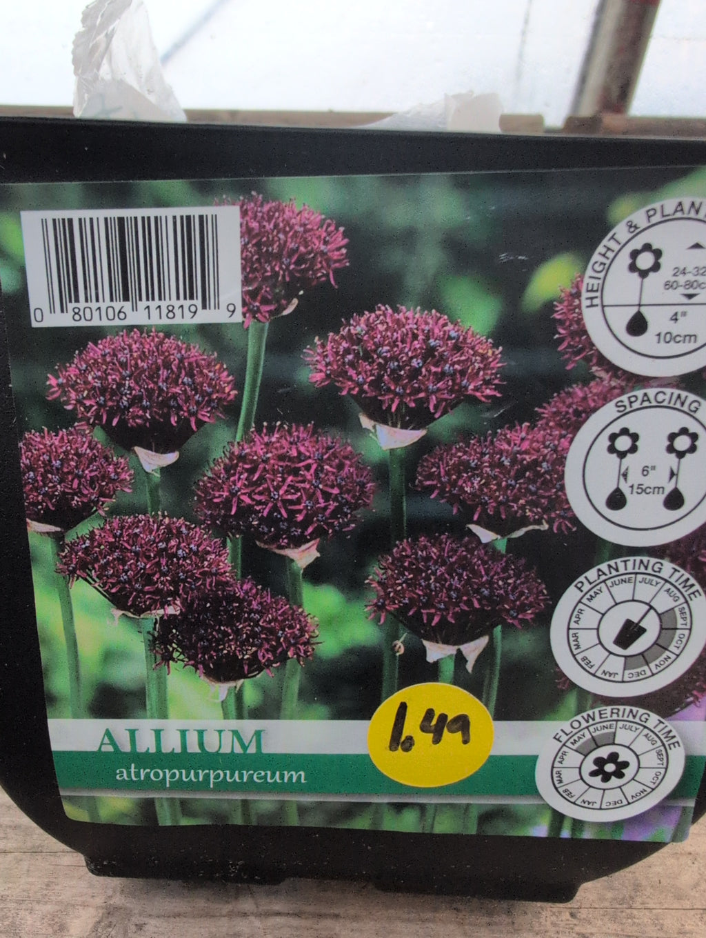 Hyacinth Tulipa Allium