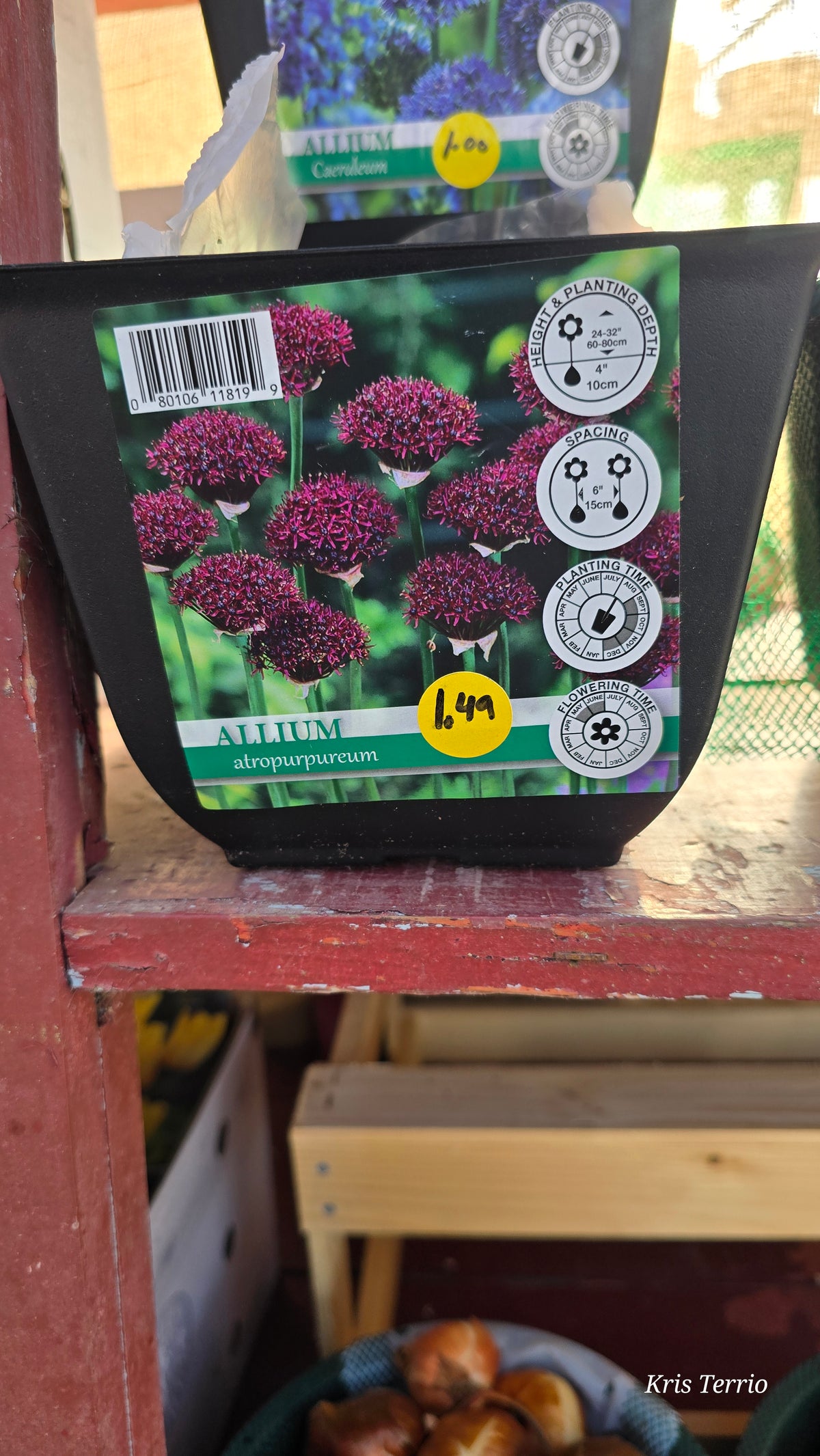 Allium Atropurpureum
