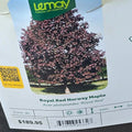 Maple - Royal Red Norway